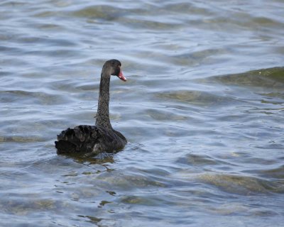 g1/40/624440/3/109477582.OTRB4oR6.jpg