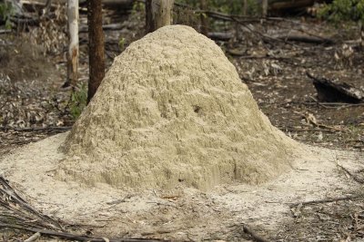 Gallery of Termite Mound