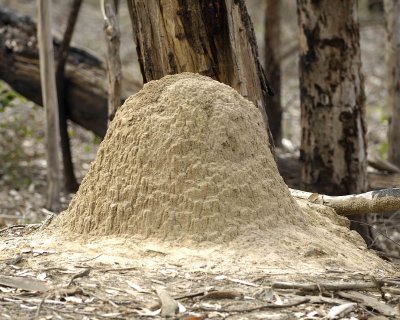 Termite Mound-010209-Flinders Chase NP, Kanagaroo Island, South Australia-#0808.jpg