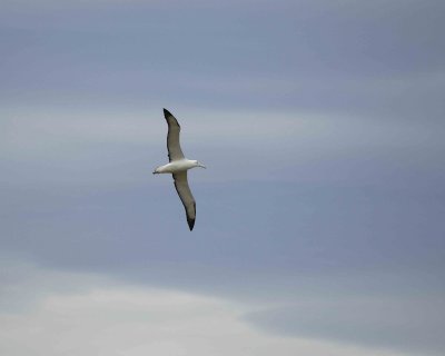 Albatross, Royal Northern-010809-Taiaroa Head, Otago Peninsula, S Island, New Zealand-#0283.jpg