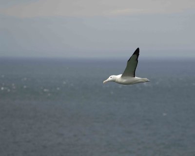 Albatross, Royal Northern-010809-Taiaroa Head, Otago Peninsula, S Island, New Zealand-#0452.jpg