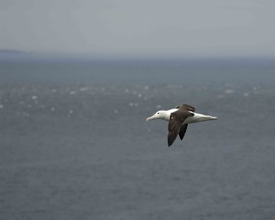 Albatross, Royal Northern-010809-Taiaroa Head, Otago Peninsula, S Island, New Zealand-#0453.jpg