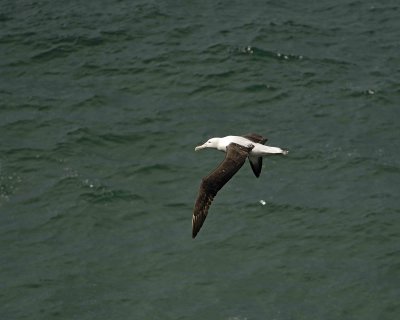 Albatross, Royal Northern-010809-Taiaroa Head, Otago Peninsula, S Island, New Zealand-#0484.jpg