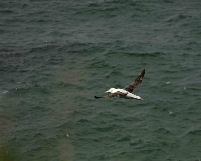 Albatross, Royal Northern-010809-Taiaroa Head, Otago Peninsula, S Island, New Zealand-#0485.jpg