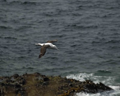 Albatross, Royal Northern-010809-Taiaroa Head, Otago Peninsula, S Island, New Zealand-#0488.jpg