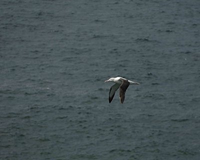 Albatross, Royal Northern-010809-Taiaroa Head, Otago Peninsula, S Island, New Zealand-#0499.jpg