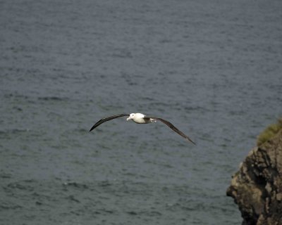 Albatross, Royal Northern-010809-Taiaroa Head, Otago Peninsula, S Island, New Zealand-#0527.jpg