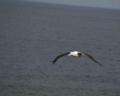 Albatross, Royal Northern-010809-Taiaroa Head, Otago Peninsula, S Island, New Zealand-#0528.jpg