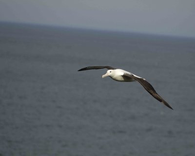 Albatross, Royal Northern-010809-Taiaroa Head, Otago Peninsula, S Island, New Zealand-#0529.jpg