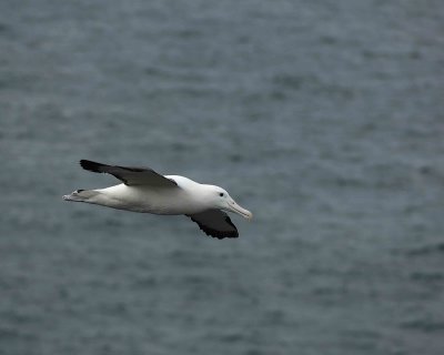 Albatross, Royal Northern-010809-Taiaroa Head, Otago Peninsula, S Island, New Zealand-#0541.jpg