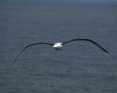 Albatross, Royal Northern-010809-Taiaroa Head, Otago Peninsula, S Island, New Zealand-#0544.jpg