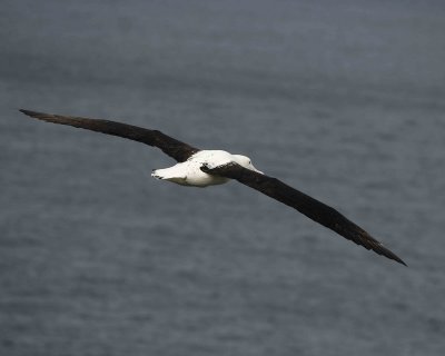 Albatross, Royal Northern-010809-Taiaroa Head, Otago Peninsula, S Island, New Zealand-#0548.jpg