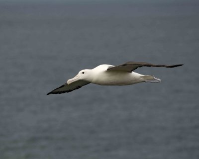 Albatross, Royal Northern-010809-Taiaroa Head, Otago Peninsula, S Island, New Zealand-#0563.jpg