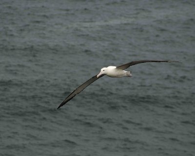 Albatross, Royal Northern-010809-Taiaroa Head, Otago Peninsula, S Island, New Zealand-#0576.jpg