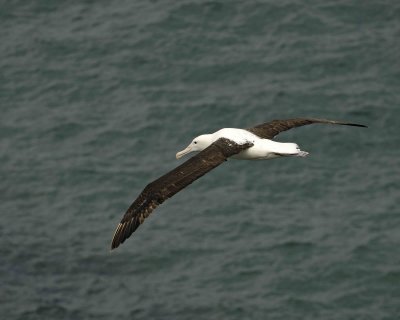 Albatross, Royal Northern-010809-Taiaroa Head, Otago Peninsula, S Island, New Zealand-#0577.jpg