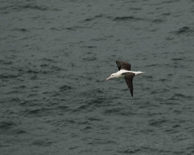 Albatross, Royal Northern-010809-Taiaroa Head, Otago Peninsula, S Island, New Zealand-#0584.jpg
