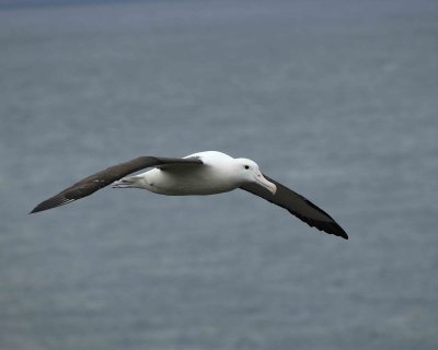 Albatross, Royal Northern-010809-Taiaroa Head, Otago Peninsula, S Island, New Zealand-#0610.jpg