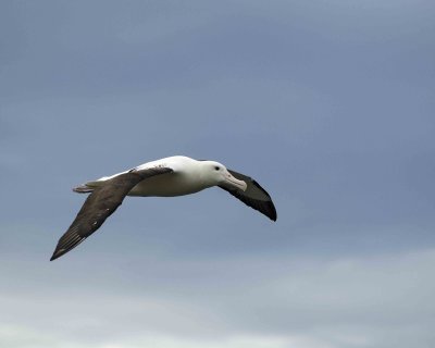 Albatross, Royal Northern-010809-Taiaroa Head, Otago Peninsula, S Island, New Zealand-#0644.jpg
