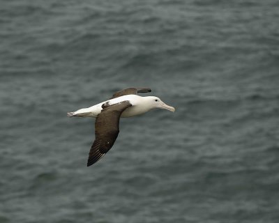 Albatross, Royal Northern-010809-Taiaroa Head, Otago Peninsula, S Island, New Zealand-#0651.jpg