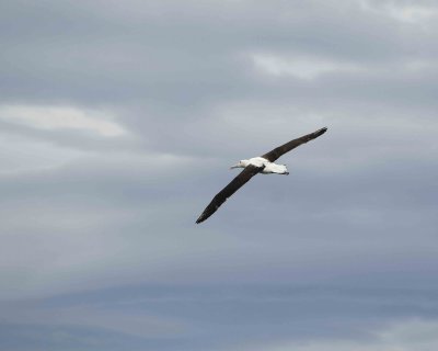 Albatross, Royal Northern-010809-Taiaroa Head, Otago Peninsula, S Island, New Zealand-#0661.jpg