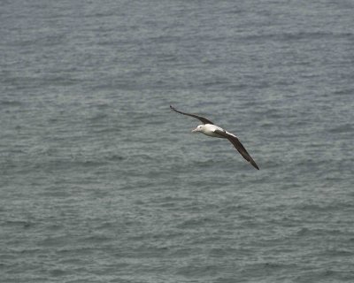Albatross, Royal Northern-010809-Taiaroa Head, Otago Peninsula, S Island, New Zealand-#0672.jpg