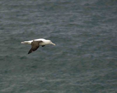 Albatross, Royal Northern-010809-Taiaroa Head, Otago Peninsula, S Island, New Zealand-#0682.jpg
