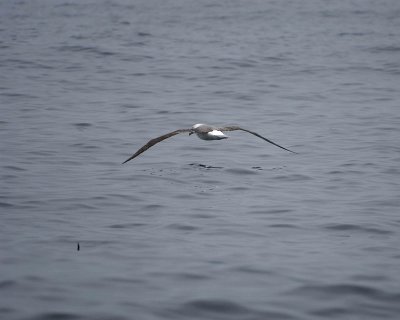 Albatross, White-Capped-010809-Taiaroa Head, Otago Peninsula, S Island, New Zealand-#0234.jpg