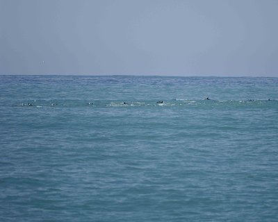 Dolphin, Dusky, Pod-011509-South Bay, S Island, New Zealand-#0399.jpg