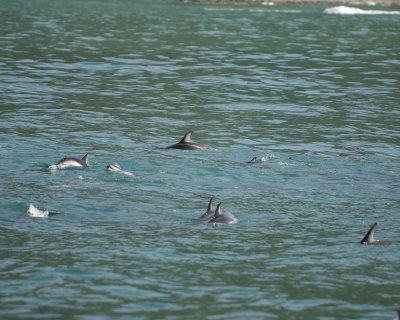 Dolphin, Dusky, pod-011509-South Bay, S Island, New Zealand-#0462.jpg