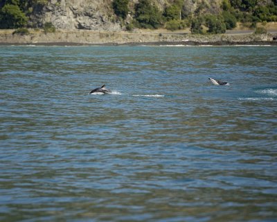 Dolphin, Dusky-011509-South Bay, S Island, New Zealand-#0444.jpg