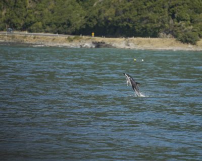 Dolphin, Dusky-011509-South Bay, S Island, New Zealand-#0448.jpg