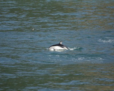 Dolphin, Dusky-011509-South Bay, S Island, New Zealand-#0449.jpg