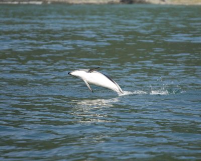 Dolphin, Dusky-011509-South Bay, S Island, New Zealand-#0452.jpg