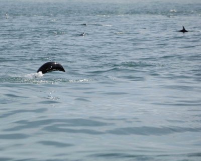 Dolphin, Dusky-011509-South Bay, S Island, New Zealand-#0454.jpg