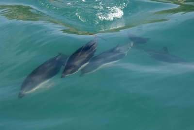 Dolphin, Dusky-011509-South Bay, S Island, New Zealand-#0458.jpg