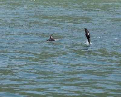 Dolphin, Dusky-011509-South Bay, S Island, New Zealand-#0464.jpg