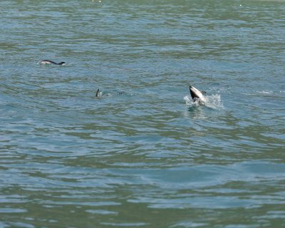 Dolphin, Dusky-011509-South Bay, S Island, New Zealand-#0465.jpg