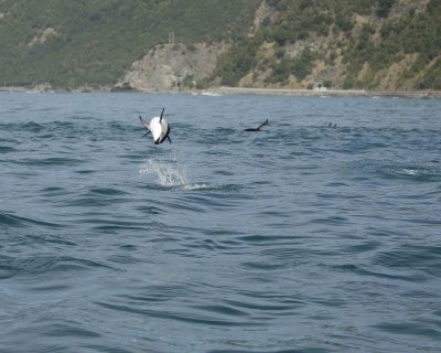 Dolphin, Dusky-011509-South Bay, S Island, New Zealand-#0471.jpg