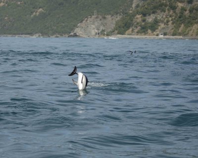 Dolphin, Dusky-011509-South Bay, S Island, New Zealand-#0472.jpg