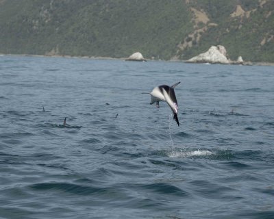 Dolphin, Dusky-011509-South Bay, S Island, New Zealand-#0473.jpg