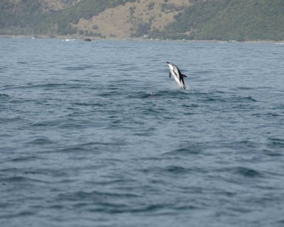Dolphin, Dusky-011509-South Bay, S Island, New Zealand-#0475.jpg