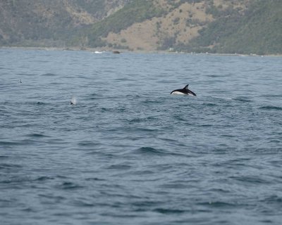 Dolphin, Dusky-011509-South Bay, S Island, New Zealand-#0476.jpg