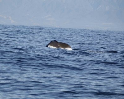 Whale, Sperm, diving-011509-South Bay, S Island, New Zealand-#0051.jpg
