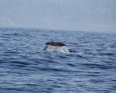 Whale, Sperm, diving-011509-South Bay, S Island, New Zealand-#0052.jpg