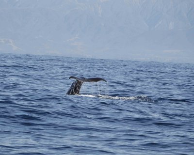 Whale, Sperm, diving-011509-South Bay, S Island, New Zealand-#0053.jpg