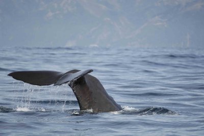 Whale, Sperm, diving-011509-South Bay, S Island, New Zealand-#0198.jpg