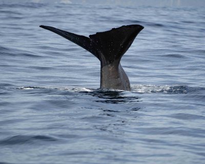 Whale, Sperm, diving-011509-South Bay, S Island, New Zealand-#0200.jpg