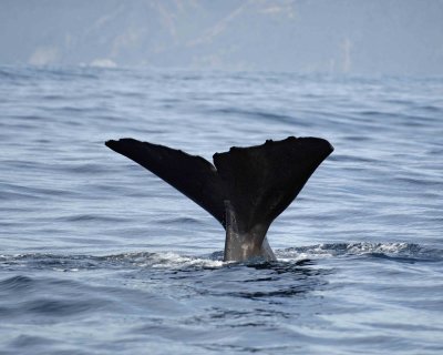 Whale, Sperm, diving-011509-South Bay, S Island, New Zealand-#0201.jpg