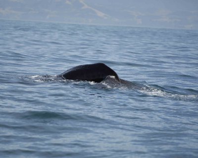 Whale, Sperm, diving-011509-South Bay, S Island, New Zealand-#0433.jpg