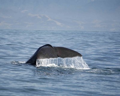 Whale, Sperm, diving-011509-South Bay, S Island, New Zealand-#0434.jpg